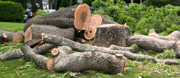 How Our Tree Care Process Works  in  Bishopville, SC